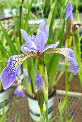 Iris, Blue Flag #1