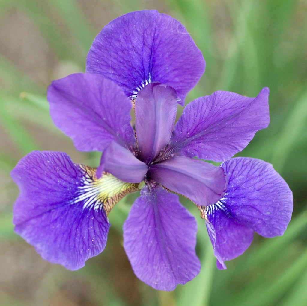 Iris, Caesar's Brother #1