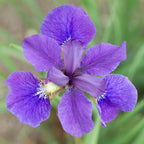 Iris, Caesar's Brother #1