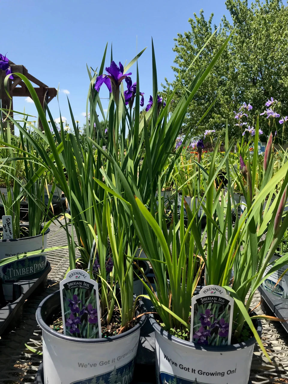 Iris, Caesar's Brother #1