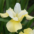 Iris, Butter & Sugar #1