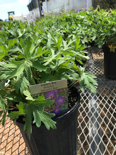 Geranium, Johnson's Blue #1
