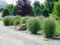 Grass, Karl Foerster #1