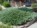 Juniper, Blue Chip