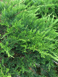 Juniper, Buffalo #6