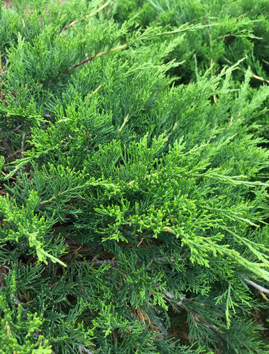 Juniper, Buffalo #6