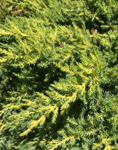 Juniper, Daub's Frosted #3