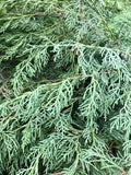 Juniper, Grey Owl #3