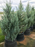 Juniper, Moonglow #20