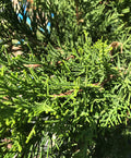 Juniper, Sea Green #3