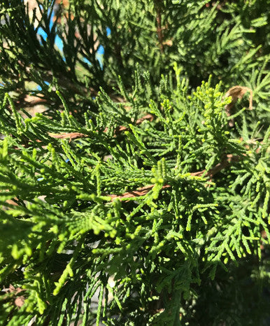 Juniper, Sea Green #3