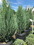 Juniper, Skyrocket #15