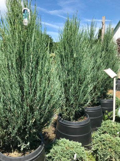 Juniper, Skyrocket #15