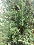 Juniper, Taylor #10