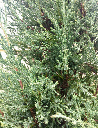 Juniper, Taylor #10