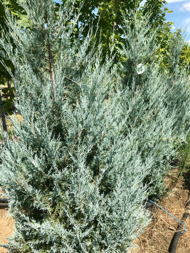 Juniper, Wichita Blue #20