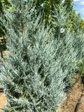 Juniper, Wichita Blue 4-6' BB
