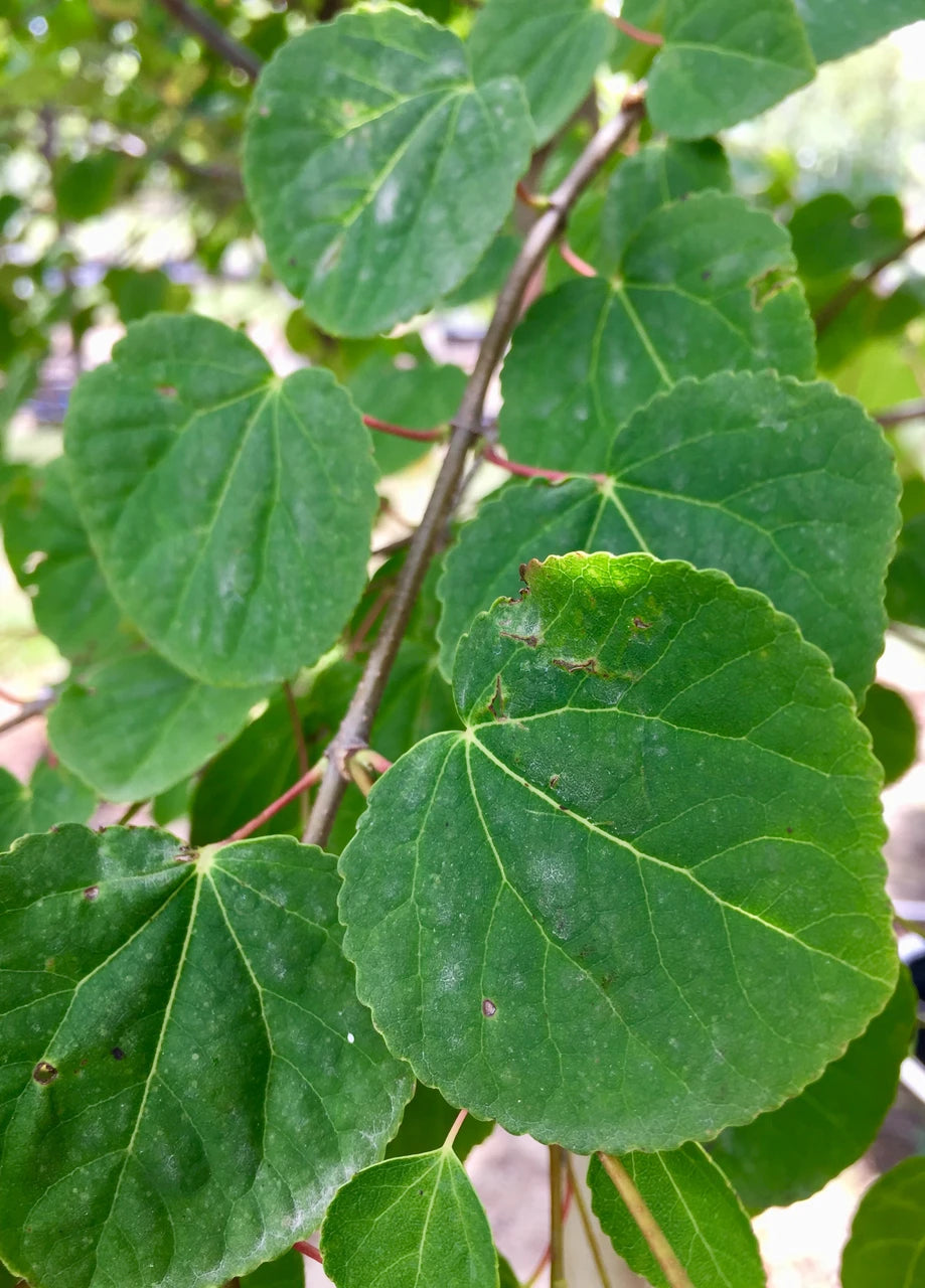Katsura