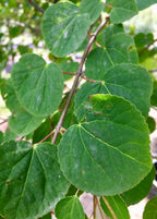 Katsura
