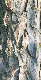 Coffeetree, Kentucky
