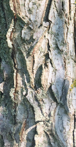 Coffeetree, Kentucky