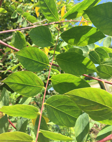 Coffeetree, Kentucky