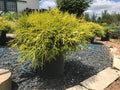 Cypress, Gold Thread Mop #3