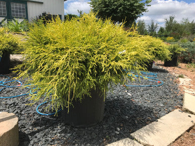 Cypress, Gold Thread Mop #3