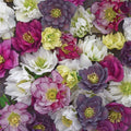 Lenten Rose, Wedding Party Mix