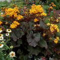Ligularia, Britt-Marie Crawford #1