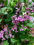 Lilac, Bloomerang #3