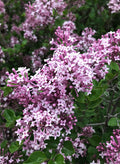 Lilac, Korean Dwarf #5