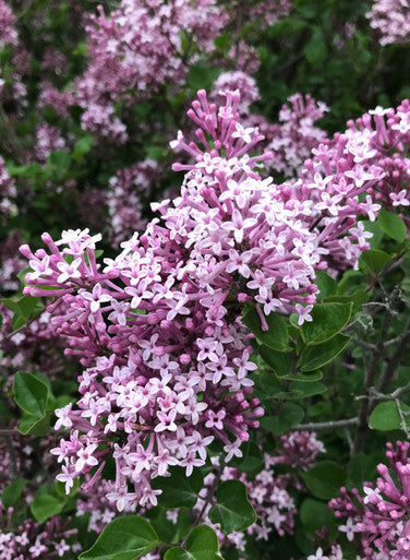 Lilac, Korean Dwarf #5