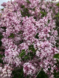Lilac, Korean Dwarf Std #15