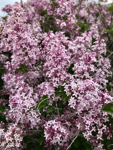 Lilac, Korean Dwarf Std #15