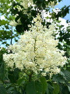 Lilac, Ivory Silk