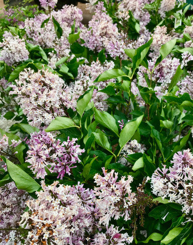 Lilac, Miss Kim Std #15