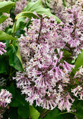 Lilac, Miss Kim #3
