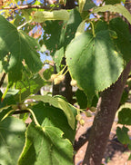 Linden, Greenspire