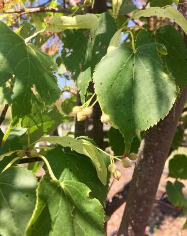 Linden, Greenspire