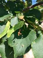 Linden, Greenspire