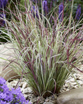 Grass, Little Bluestem, Chameleon