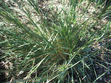 Grass, Little Bluestem, Blaze