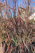 Grass, Little Bluestem, Blue Heaven
