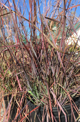 Grass, Little Bluestem, Blue Heaven
