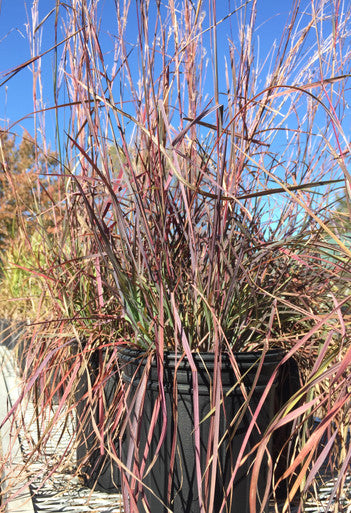 Grass, Little Bluestem, Blue Heaven