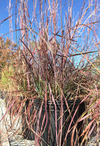 Grass, Little Bluestem, Blue Heaven