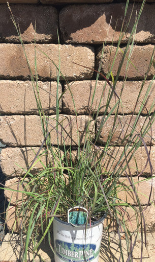 Grass, Little Bluestem, The Blues #2