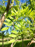 Honeylocust, Shademaster