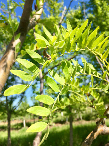 Honeylocust, Shademaster